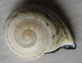 /products/rhynchotrochus-tayloriana-1-adams-reeve-1848/